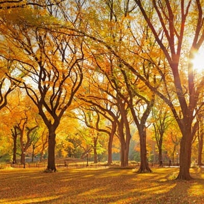 Liza Soberano avatar